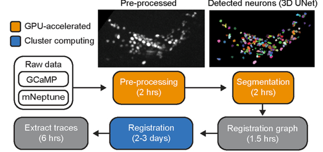 Atanas et al. 2023 (Fig. 1D).